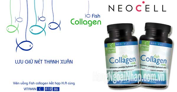 Fish Collagen + H.A
