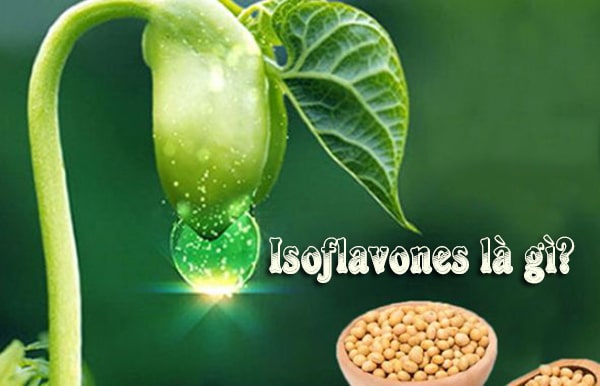 Isoflavones là gì? Tác dụng ít ai biết từ Soy Isoflavones